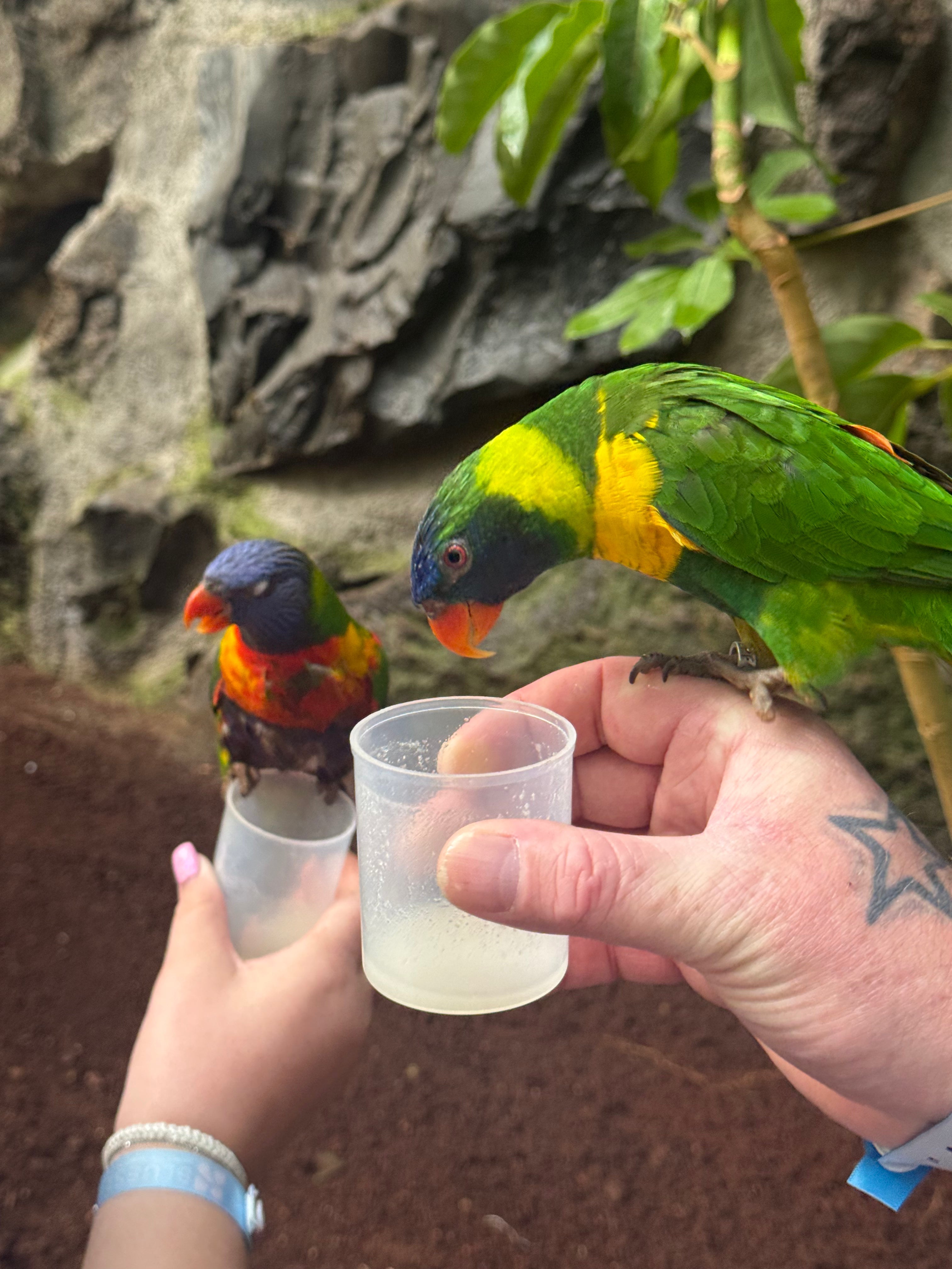 Jungle Park Tenerife