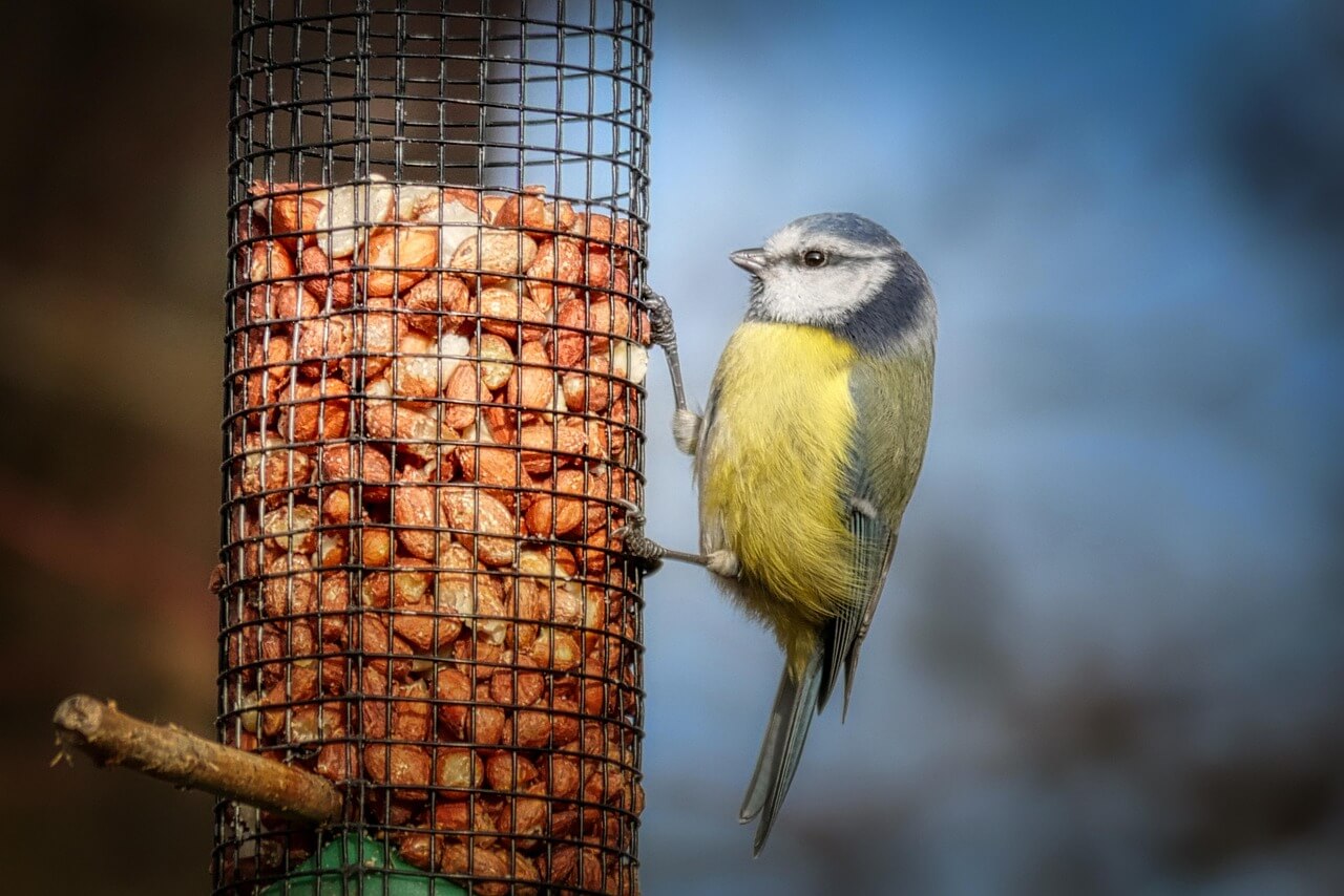 Bird Feeders