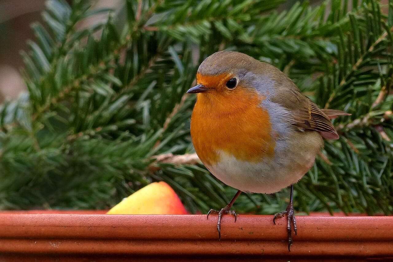 Versele Laga Bird Food