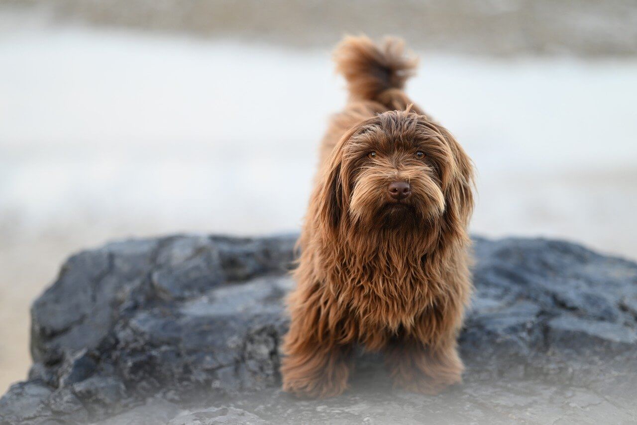 Dog Grooming