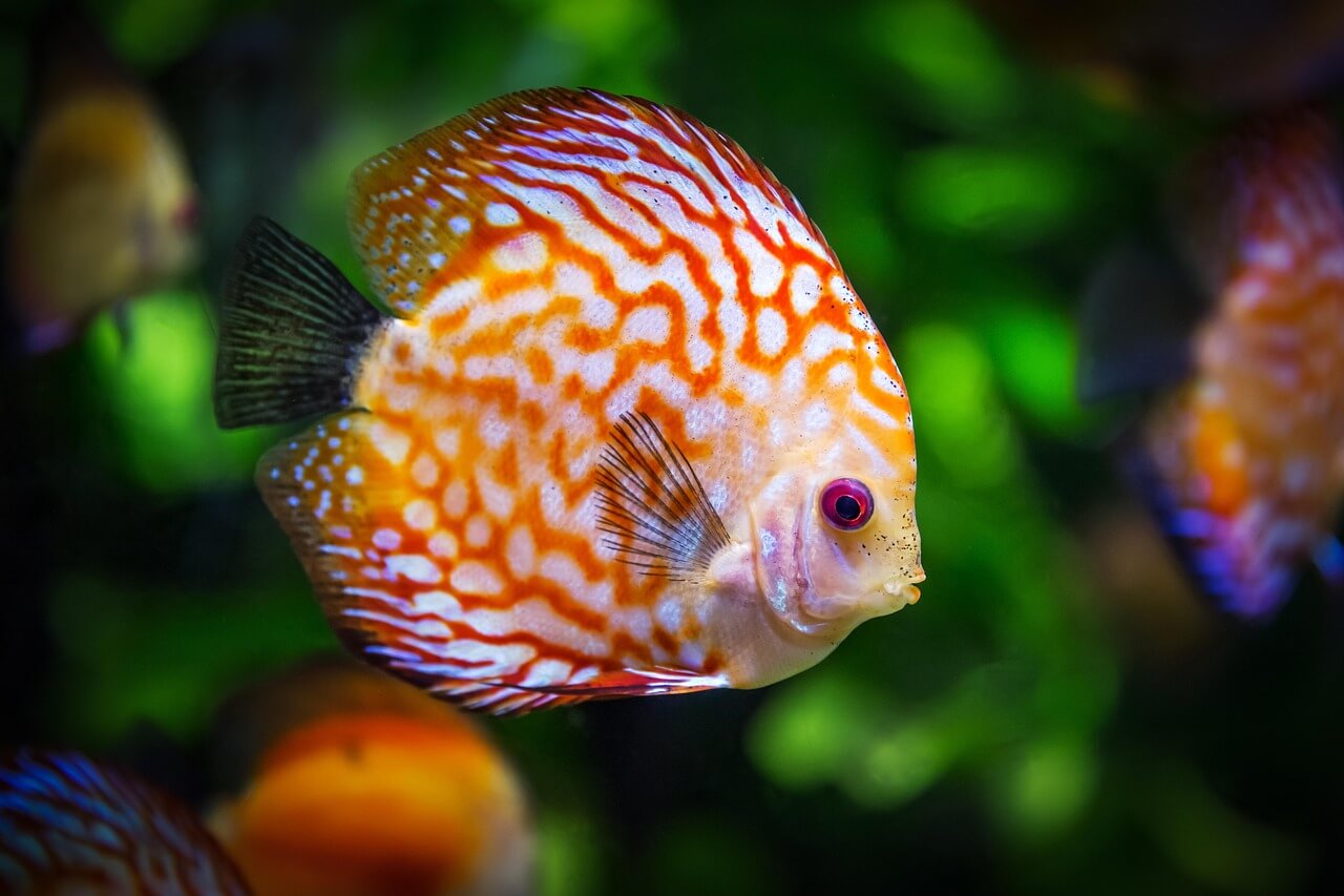 Fish Food