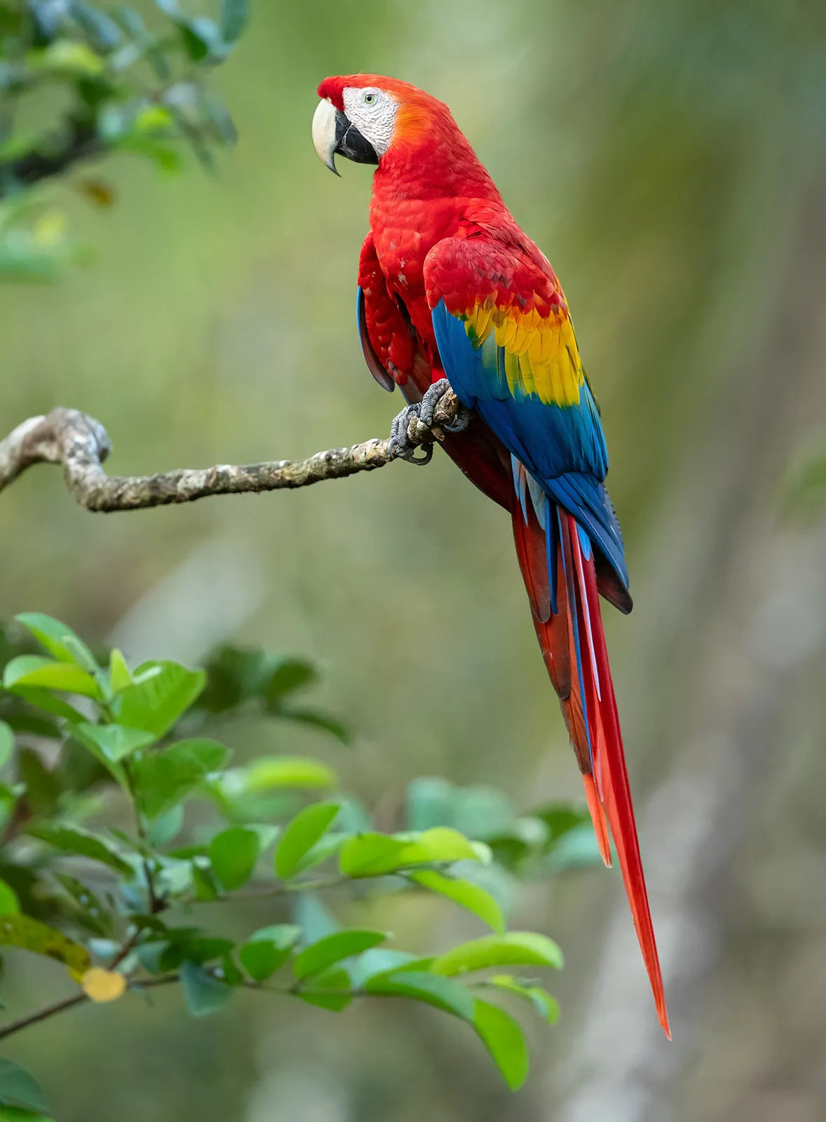 Bird Supplies