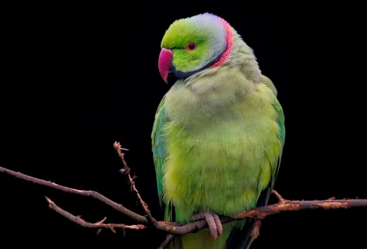 Bird Toys