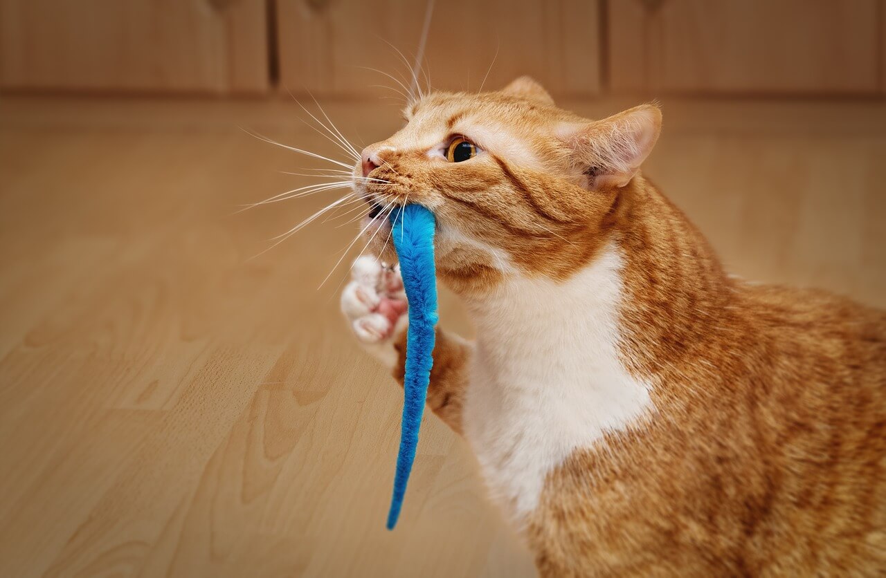 Cat Toys