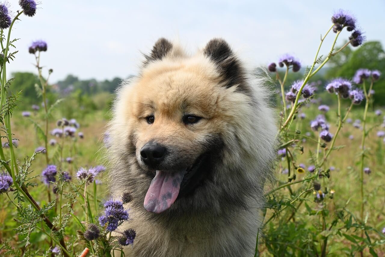 Dogs