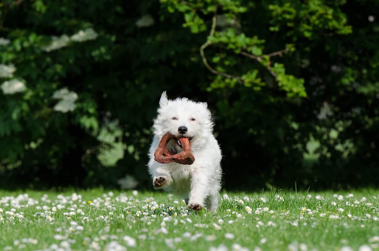 Dog Toys