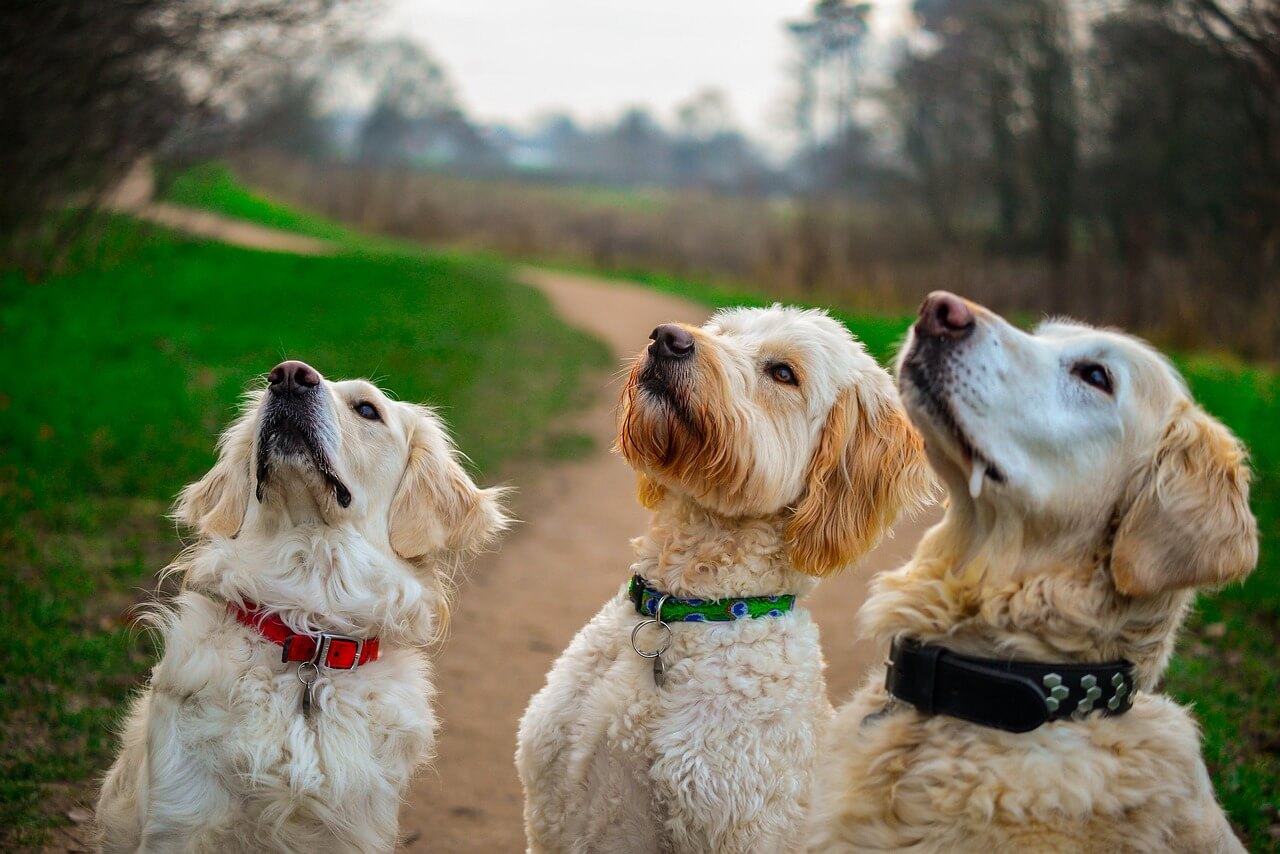 Dog Treats