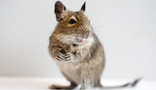 Small Animal Food
