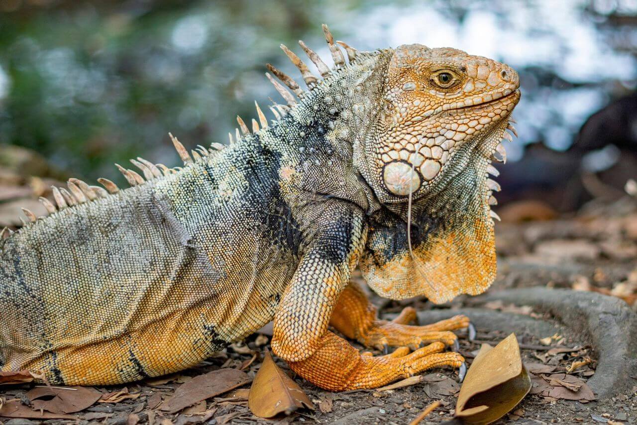 Reptiles