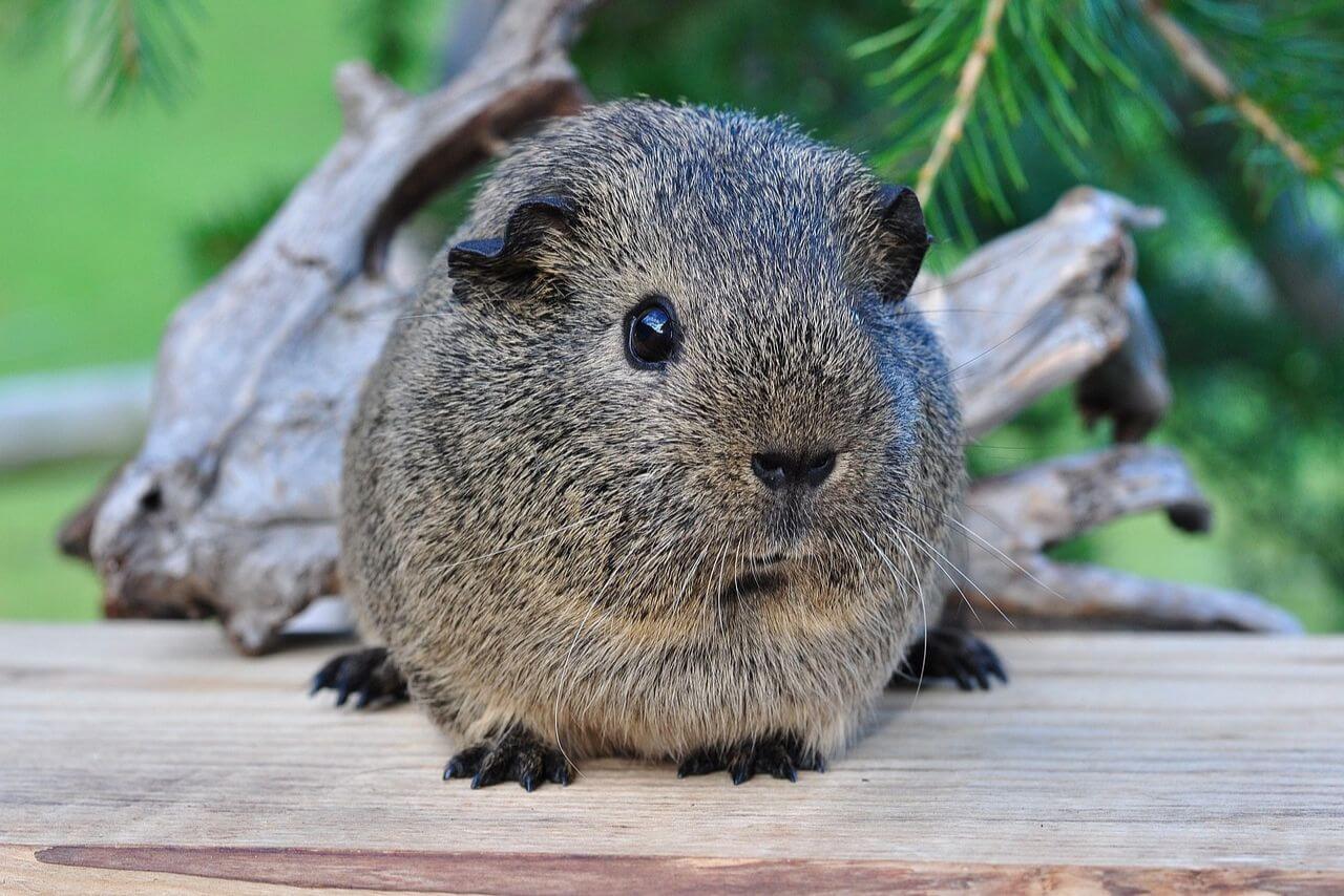 Small Animals
