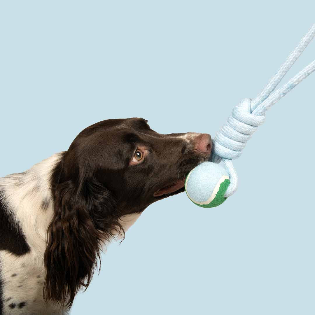 Coockoo CATCH ME Ball with Loop Dog/Puppy Toy