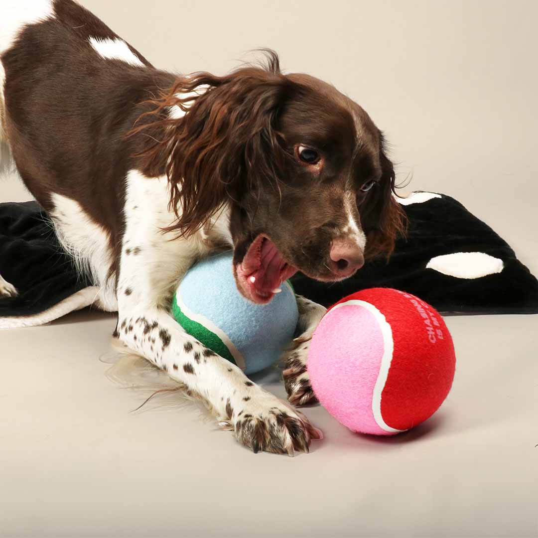 HANDS OFF XL Tennis Ball Dog/Puppy Ball
