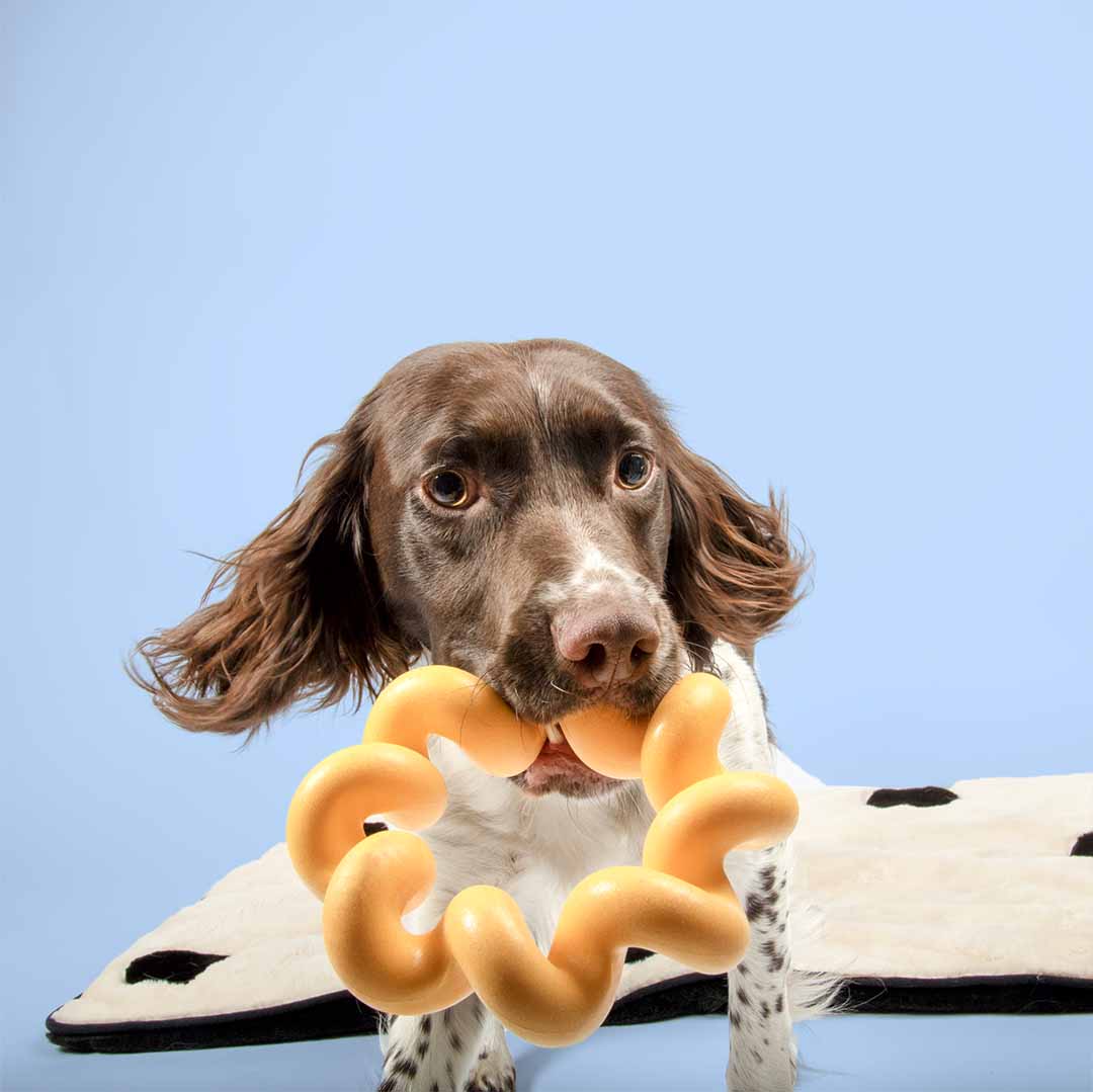 Coockoo TPR SUNNY Fetch/Throw Dog/Puppy Toy