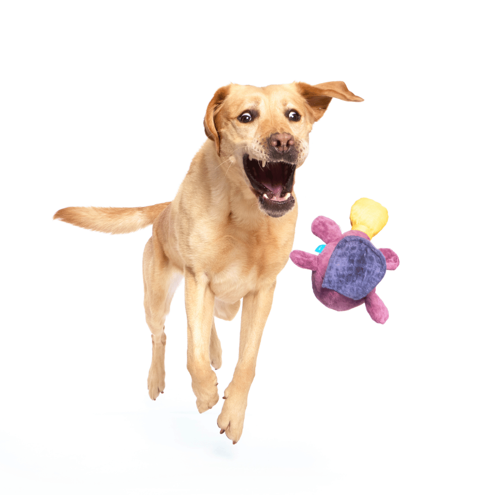 Bark Pippi Platypus Squeak & Crinkle Dog/Puppy Toy