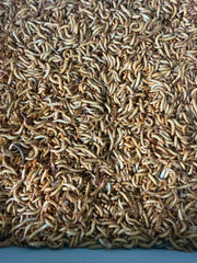Live Regular Mealworms