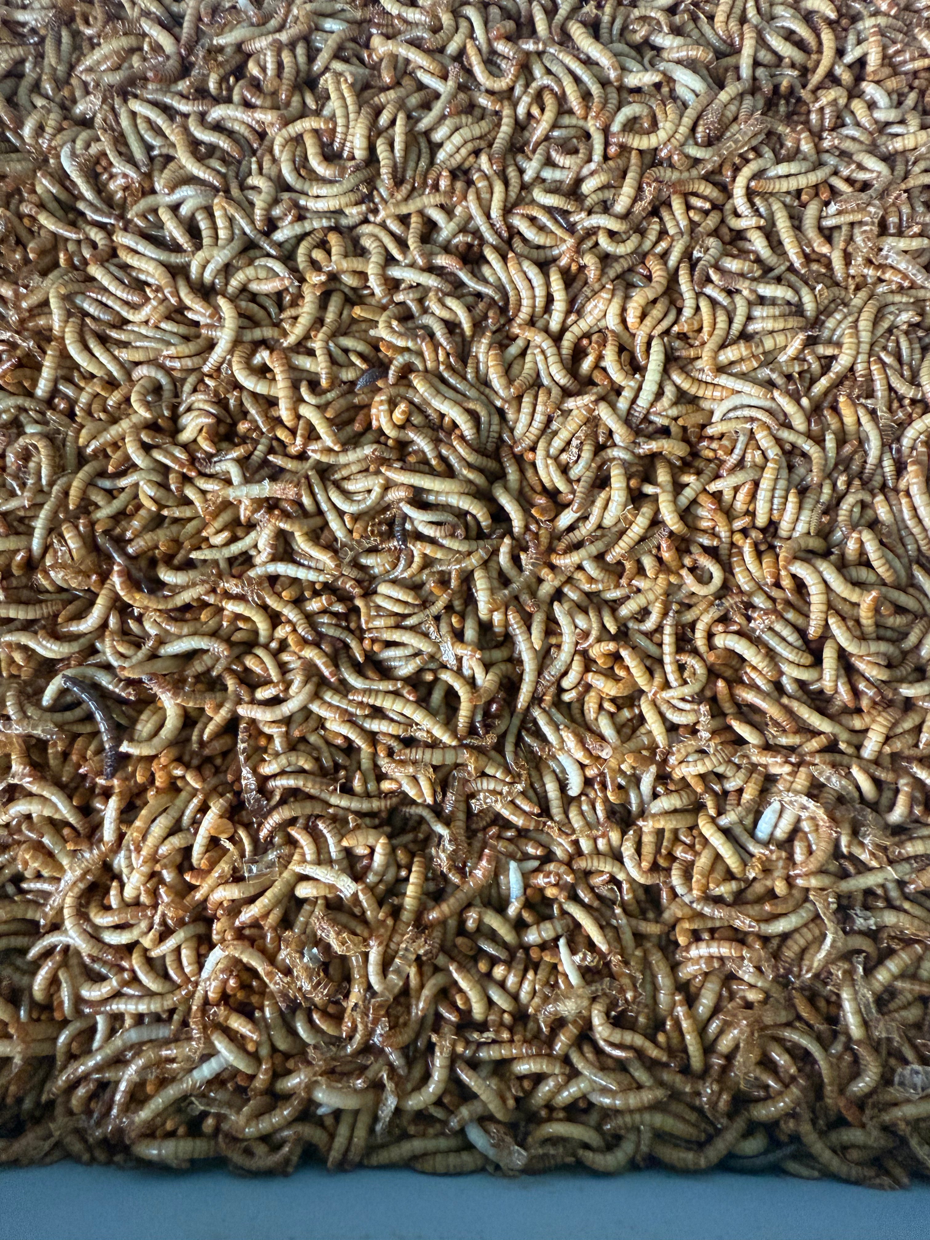 Live Regular Mealworms