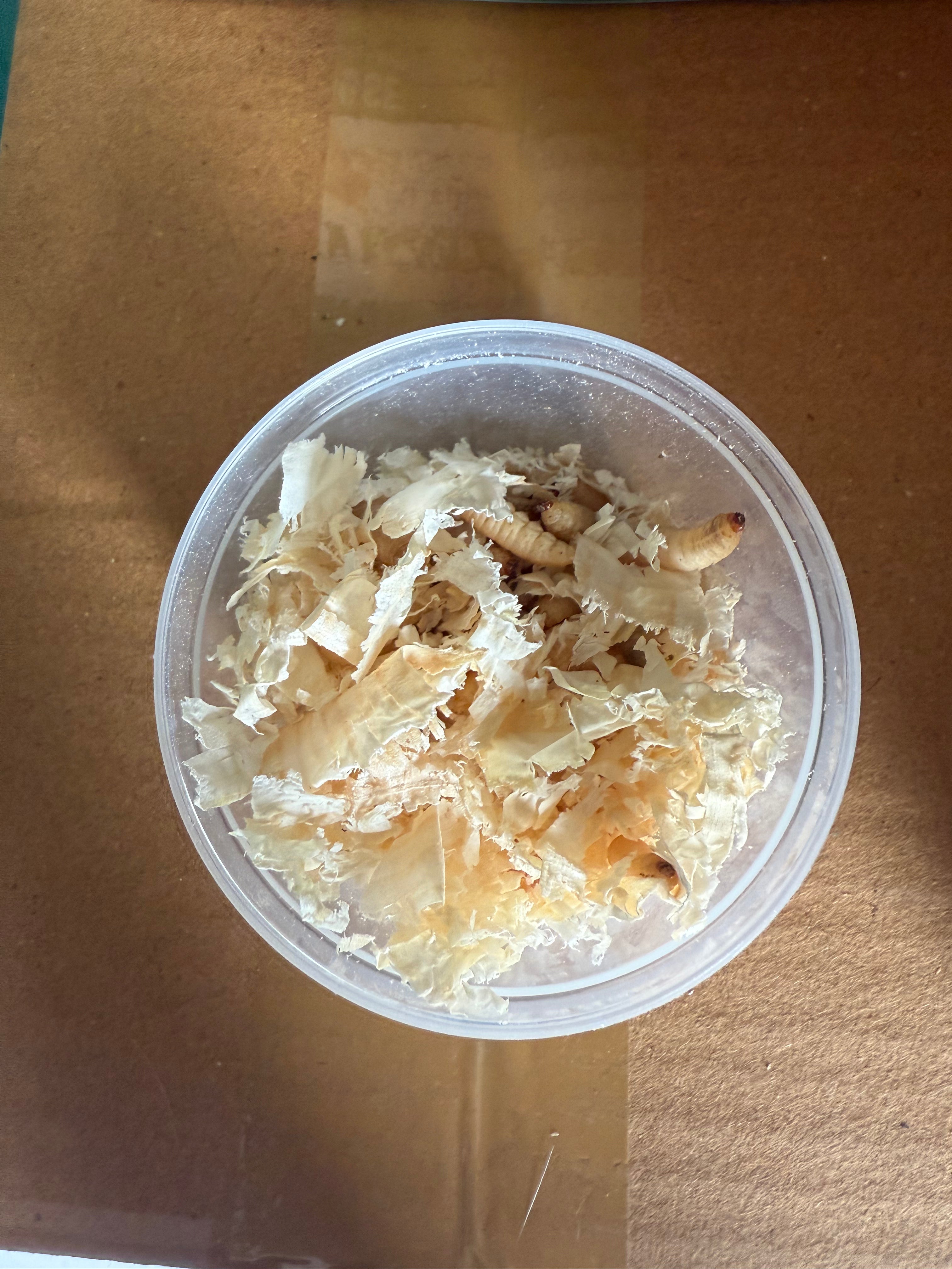 Wax worm