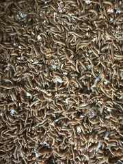 Live Mini Mealworms