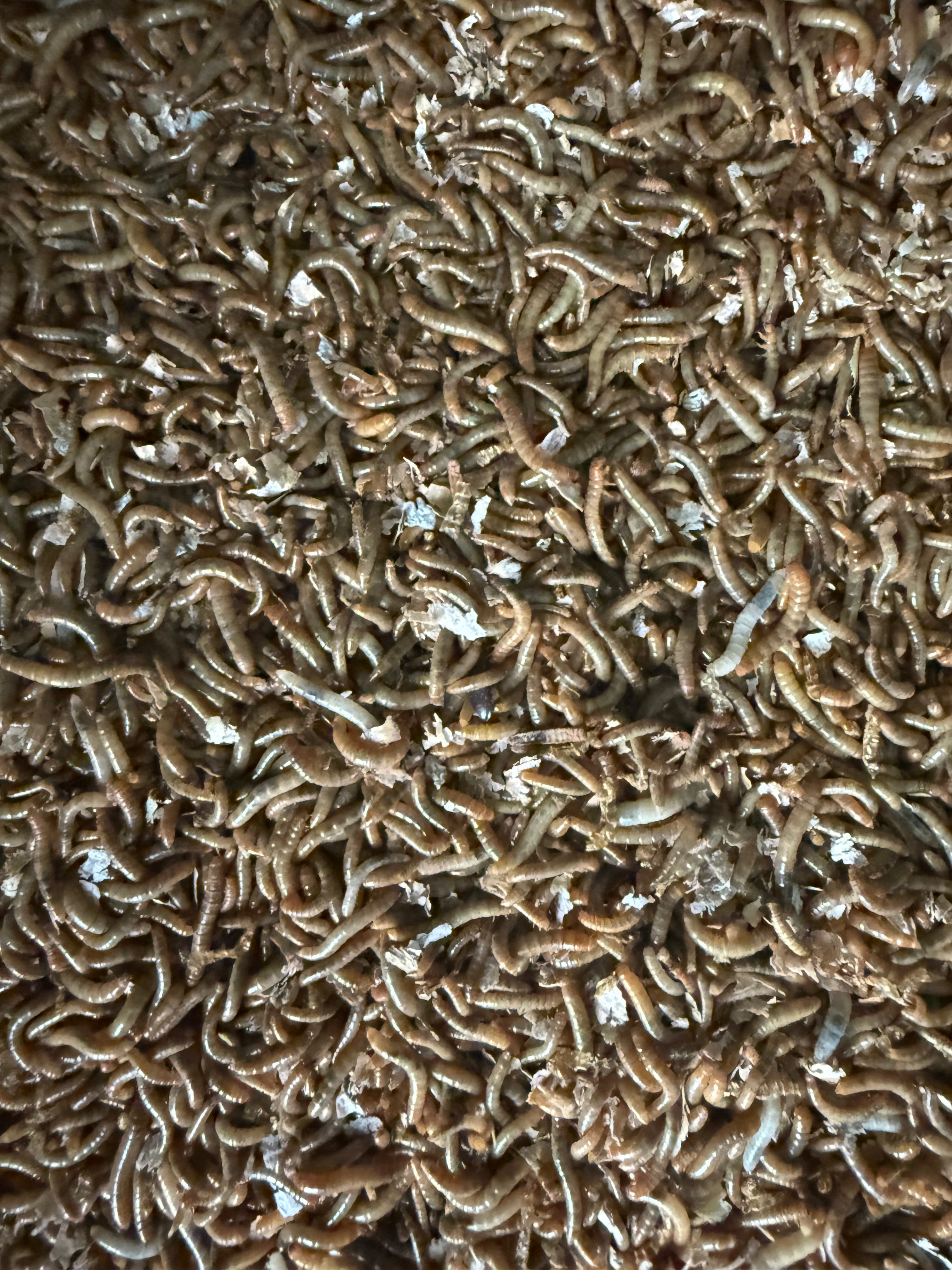 Live Mini Mealworms