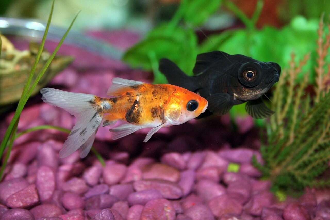 Oasis Pets